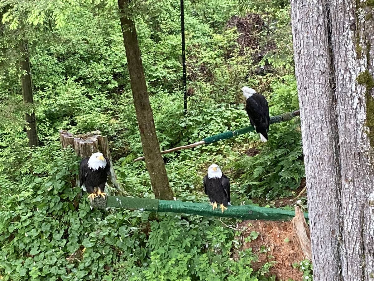 Alaska Raptor Center (Sitka, Alaska)